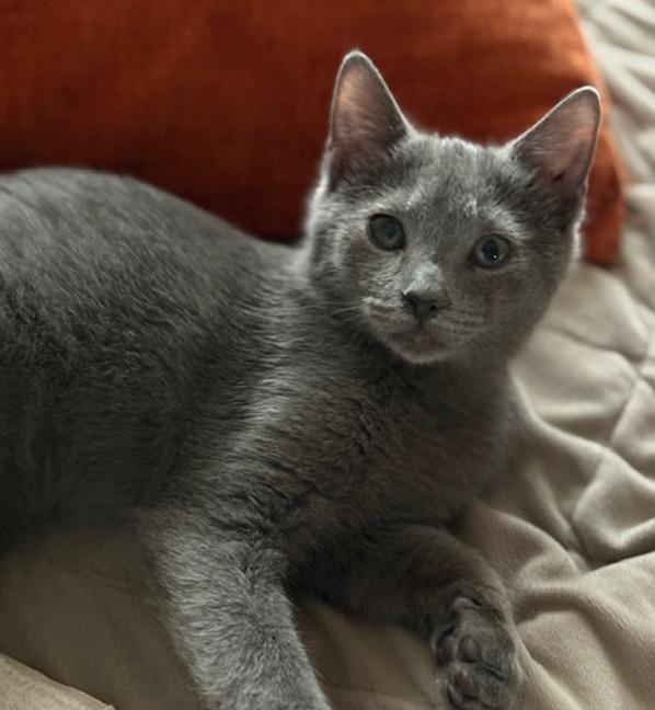 Enlarge Flannel, an adopted Domestic Short Hair in Morgantown, WV image 3/3