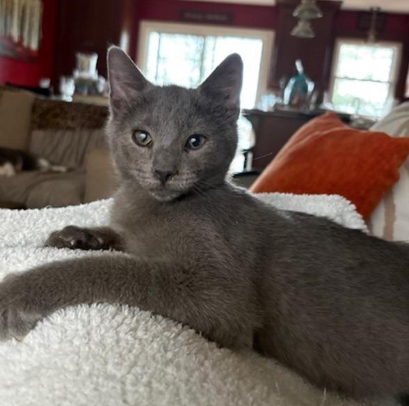 Flannel, adopted, Kitten Male Domestic Short Hair.