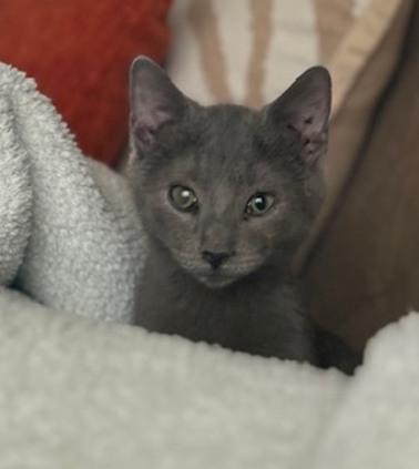 Enlarge Flannel, an adopted Domestic Short Hair in Morgantown, WV image 2/3