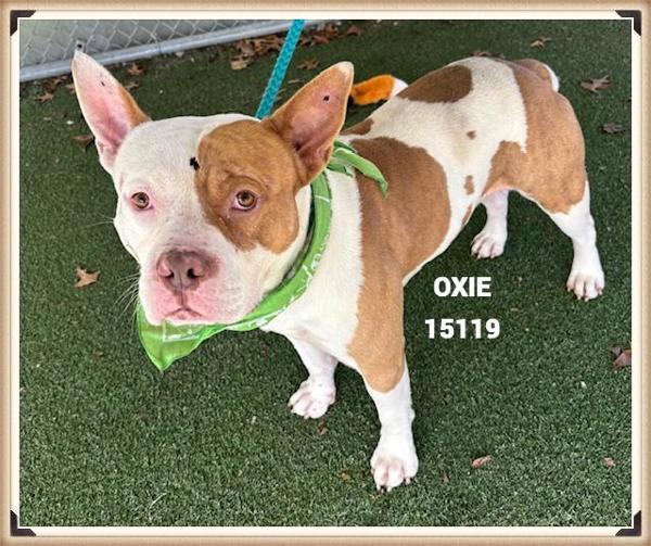 Oxie, Adoptable, Adult Male Pit Bull Terrier.