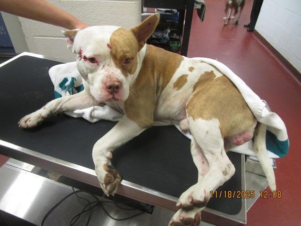 Oxie (800), Adoptable, Adult Male Pit Bull Terrier.