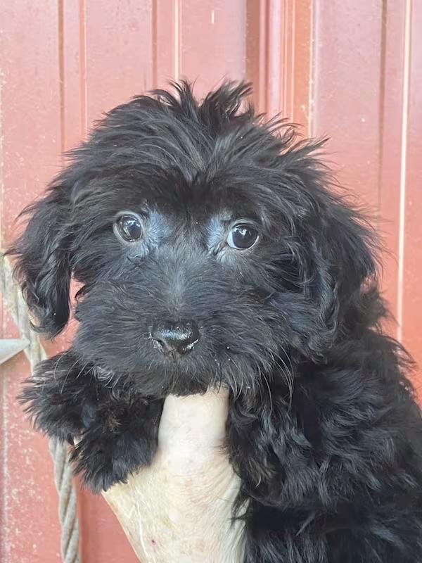 Poe, Adopted, Puppy Male Yorkie Poo.