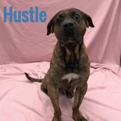 Hustle, Adoptable, Adult Male Bullmastiff.