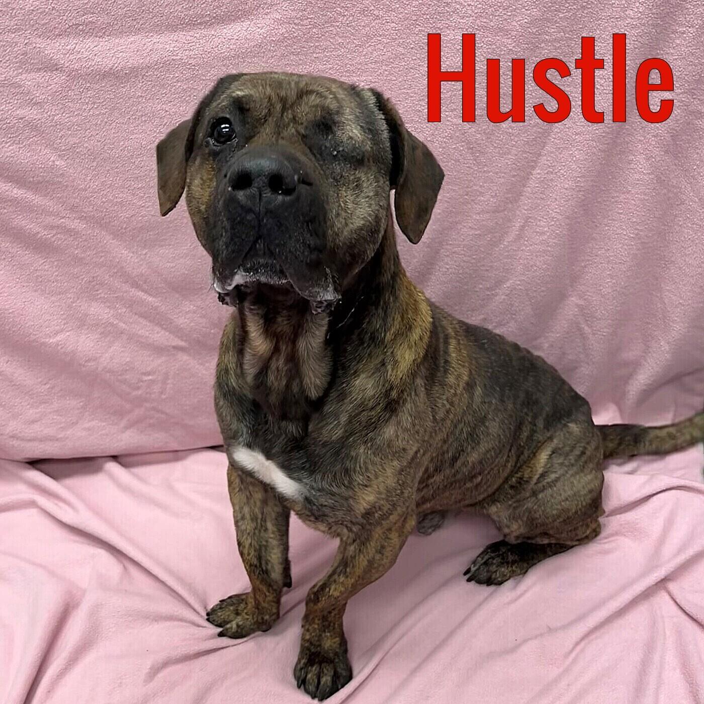 Hustle, a Adoptable Bullmastiff in Pleasantville, NJ image 2/2