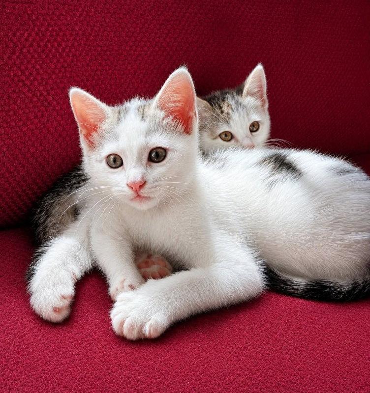 Butler, a Adoptable Domestic Short Hair in Knoxville, TN image 1/3