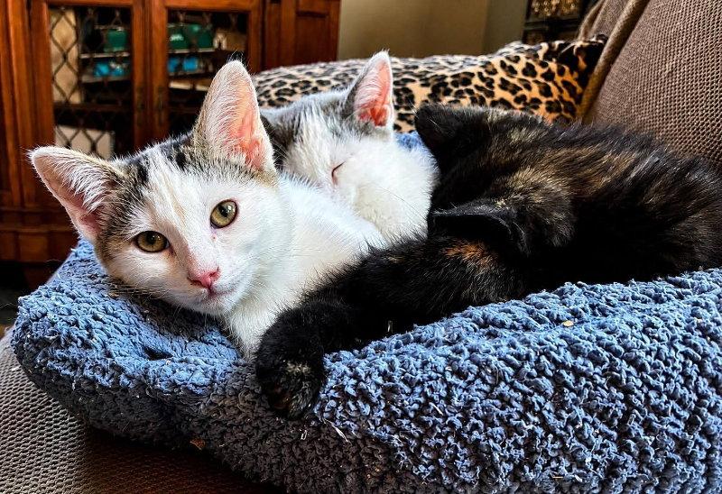 Butler, Adoptable, Young Male Domestic Short Hair.