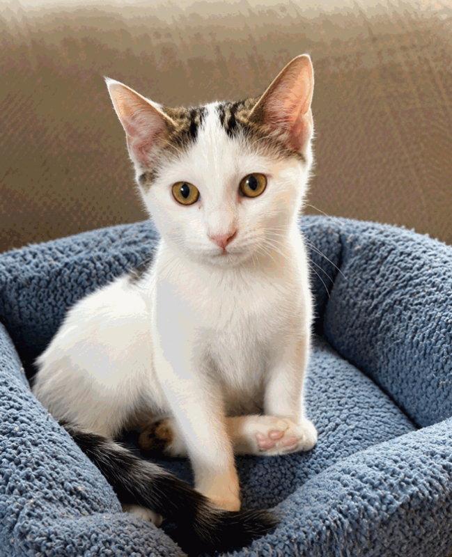 Butler, a Adoptable Domestic Short Hair in Knoxville, TN image 3/3