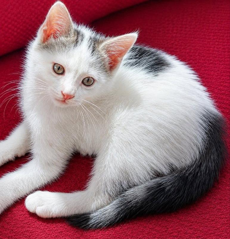 Butler, a Adoptable Domestic Short Hair in Knoxville, TN image 3/3