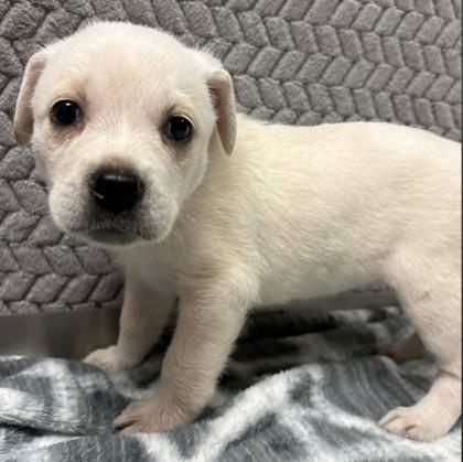 Enlarge Mozzie, a Adoptable mixed breed in Lampasas, TX image 1/1