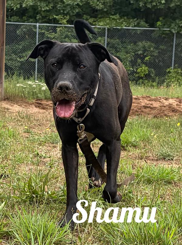 Shamu, an adopted mixed breed in Manistee, MI image 2/2