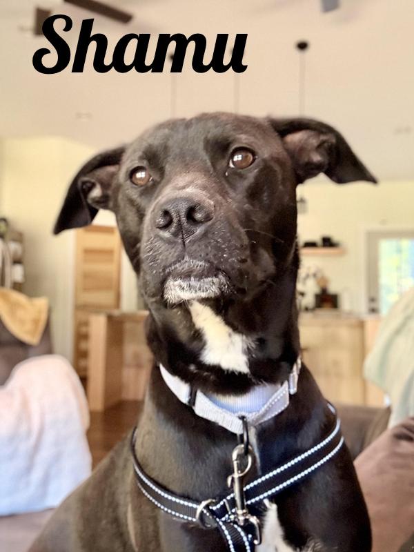 Shamu, adopted, Adult Male Black Labrador Retriever.