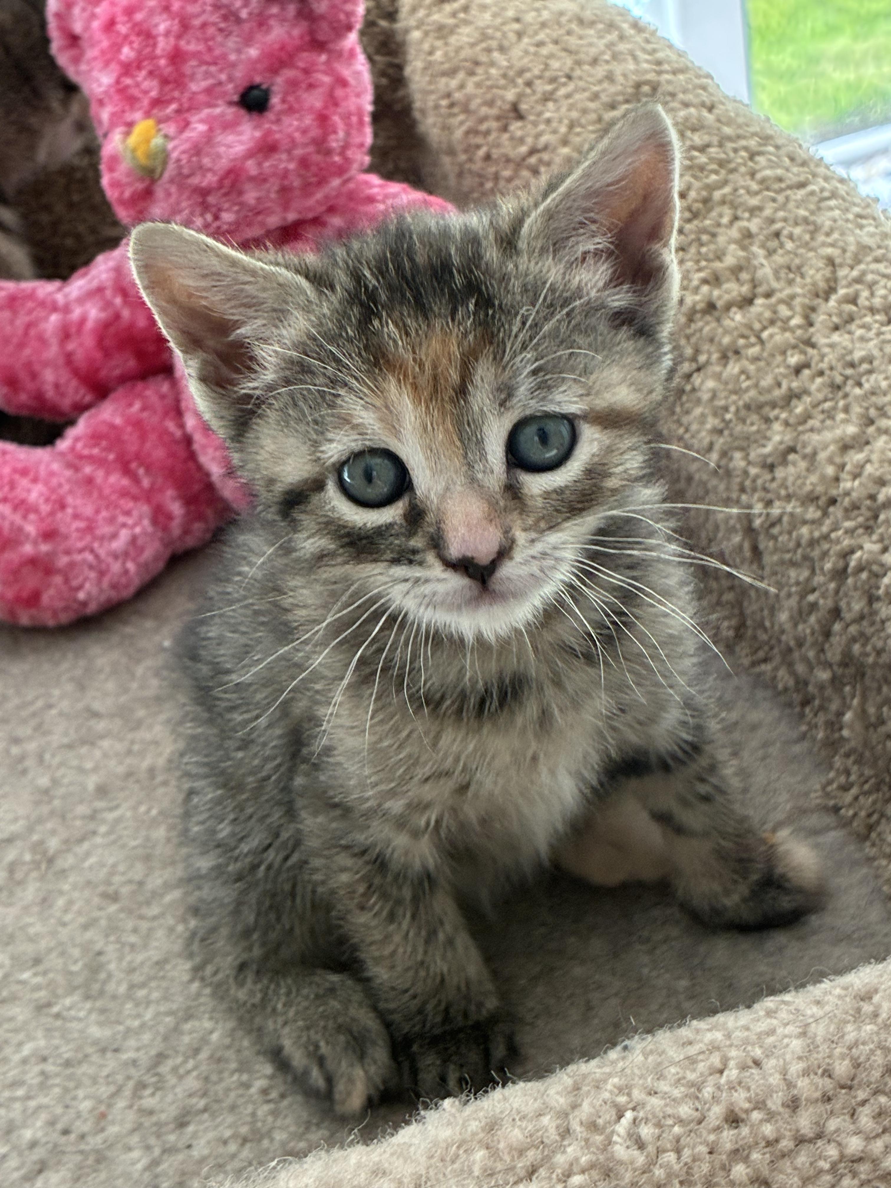 Maisey, a Adoptable Domestic Short Hair in Gardnerville, NV image 1/2