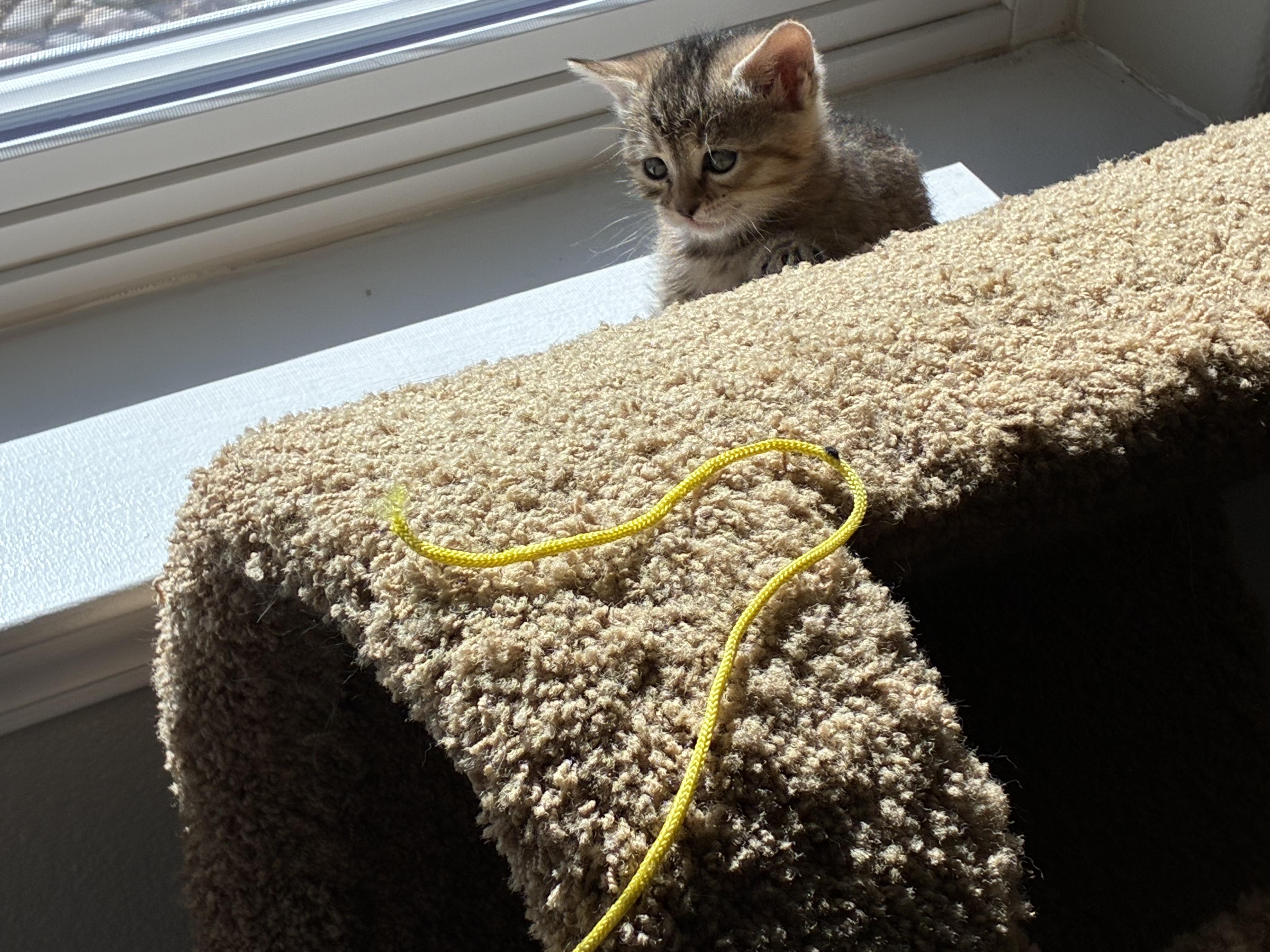 Maisey, a Adoptable Domestic Short Hair in Gardnerville, NV image 2/2
