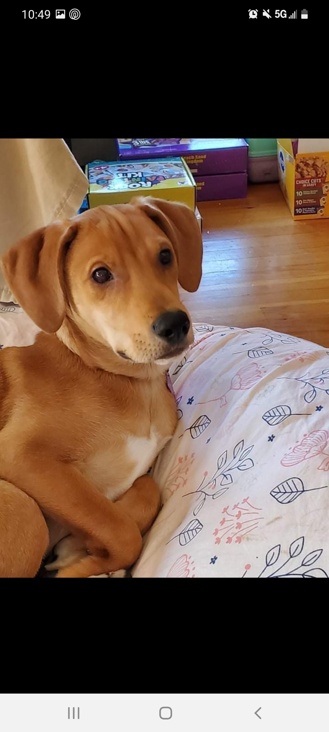 Jupiter, Adoptable, Young Female Labrador Retriever & Hound.