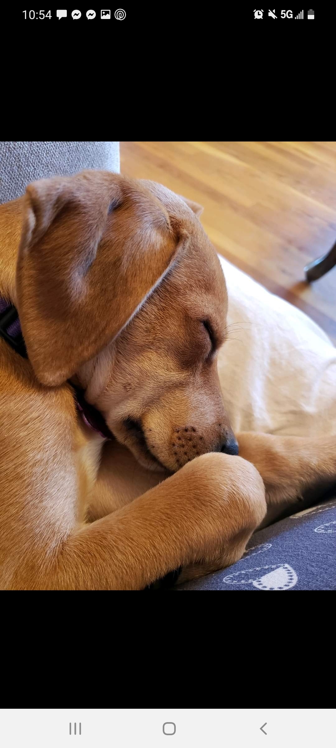 Jupiter, a Adoptable mixed breed in East Rockaway, NY image 2/12