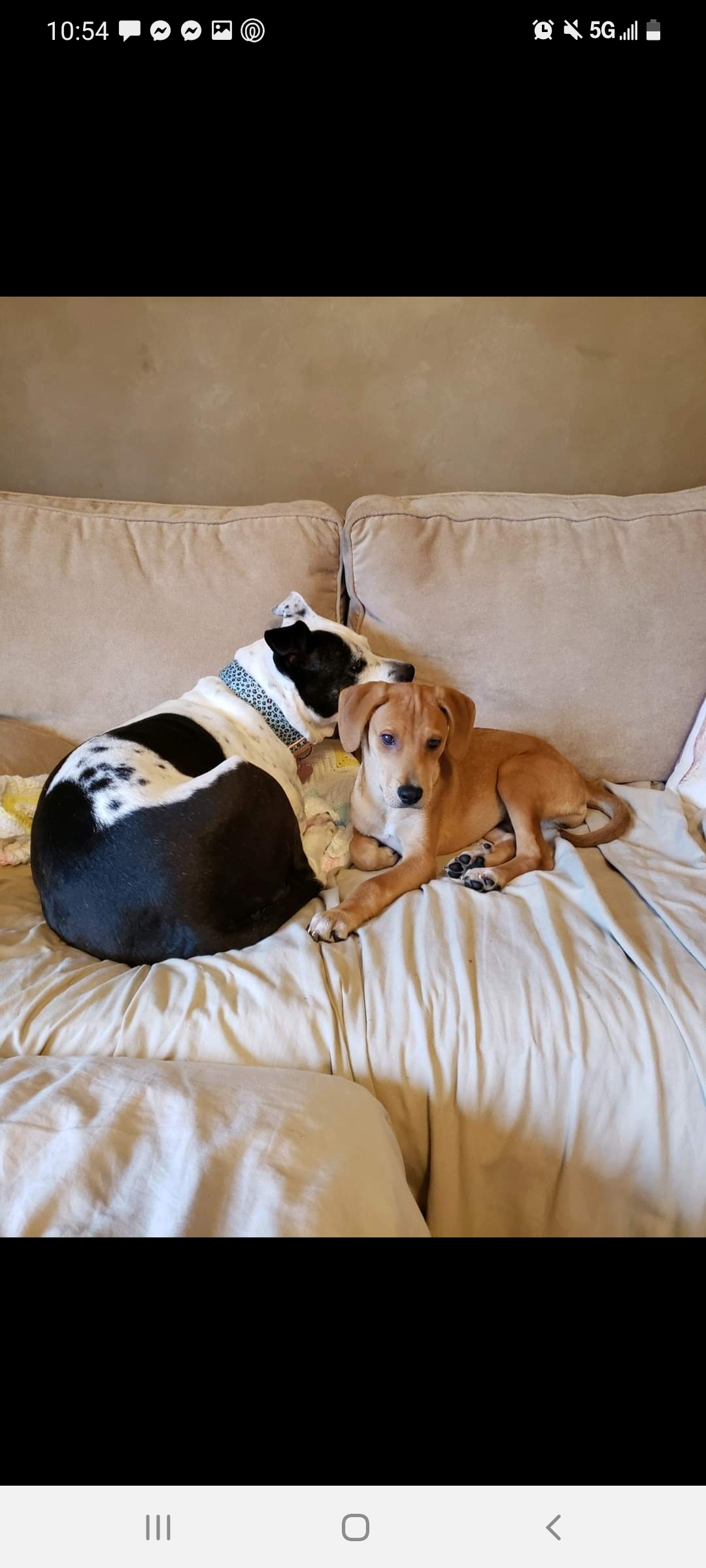 Jupiter, a Adoptable mixed breed in East Rockaway, NY image 3/12