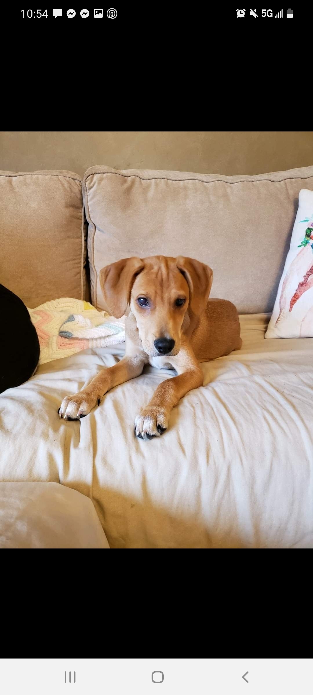 Jupiter, a Adoptable mixed breed in East Rockaway, NY image 4/12