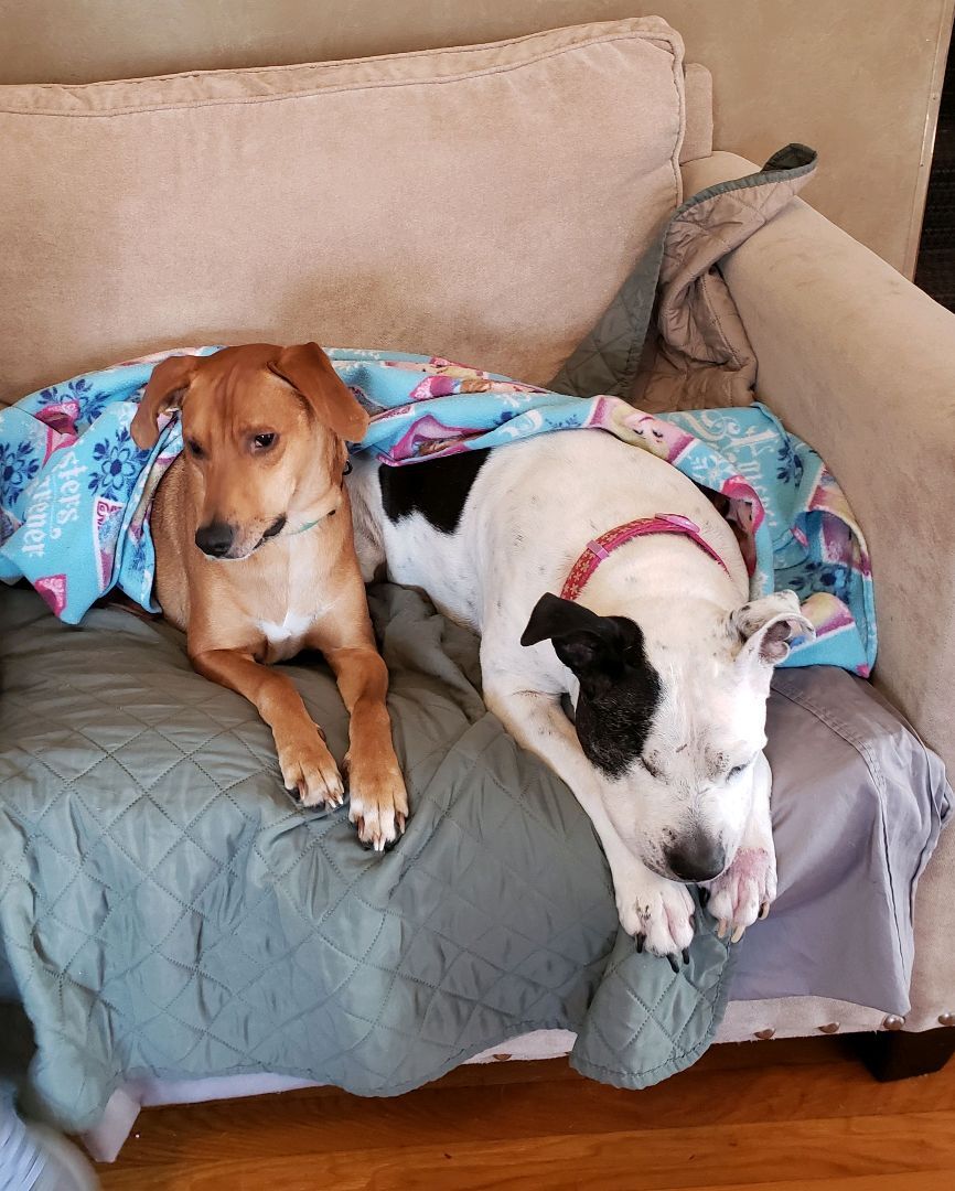 Jupiter, a Adoptable mixed breed in East Rockaway, NY image 5/12