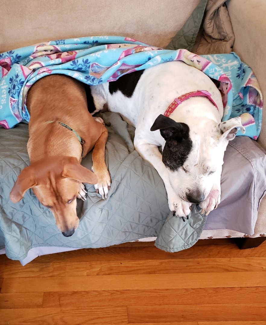 Jupiter, a Adoptable mixed breed in East Rockaway, NY image 6/12