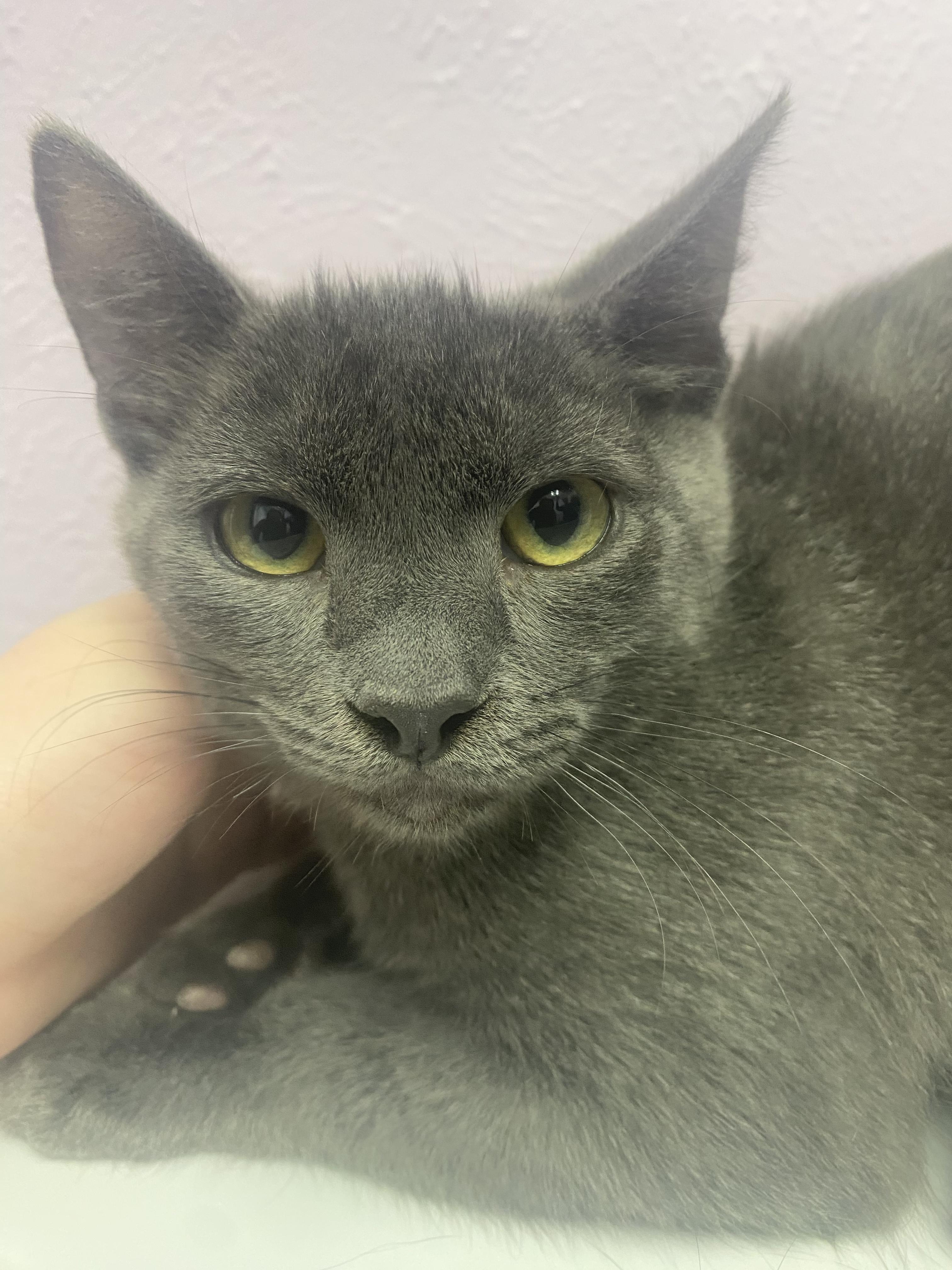 Enlarge Oolong, a Adopted Domestic Short Hair in Lakewood, CO image 1/1