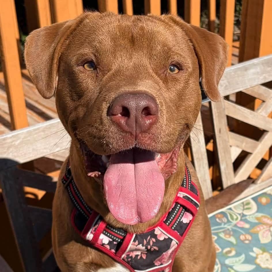 Enlarge Redford, a Adoptable mixed breed in Washington, PA image 3/6