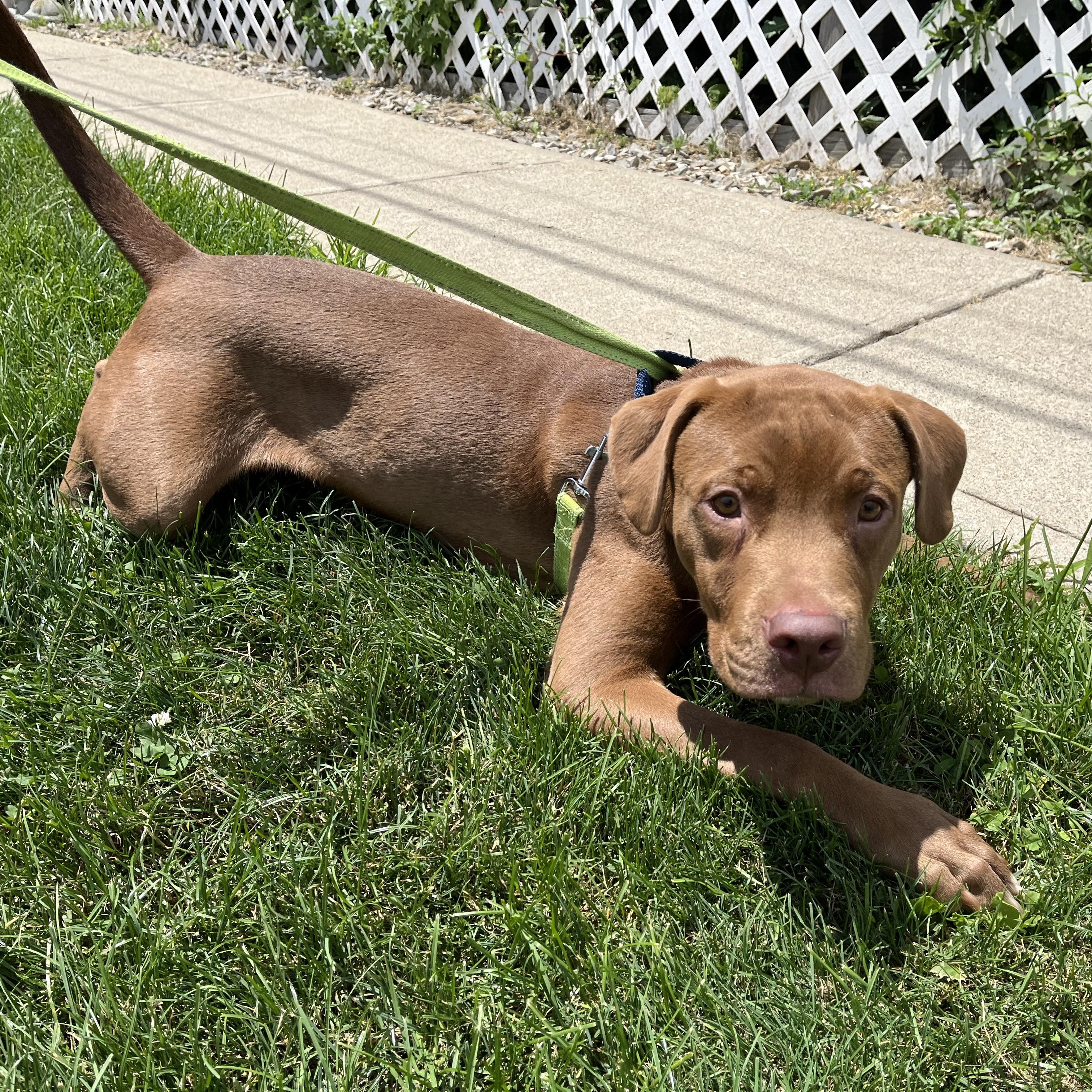 Enlarge Redford, a ADOPTABLE mixed breed in Washington, PA image 4/4