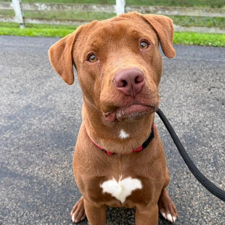 Enlarge Redford, a Adoptable mixed breed in Washington, PA image 2/6