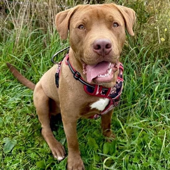 Redford, Adoptable, Young Male American Staffordshire Terrier & Chocolate Labrador Retriever.