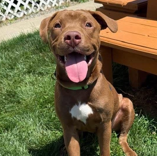 Redford, a ADOPTABLE mixed breed in Washington, PA image 1/5