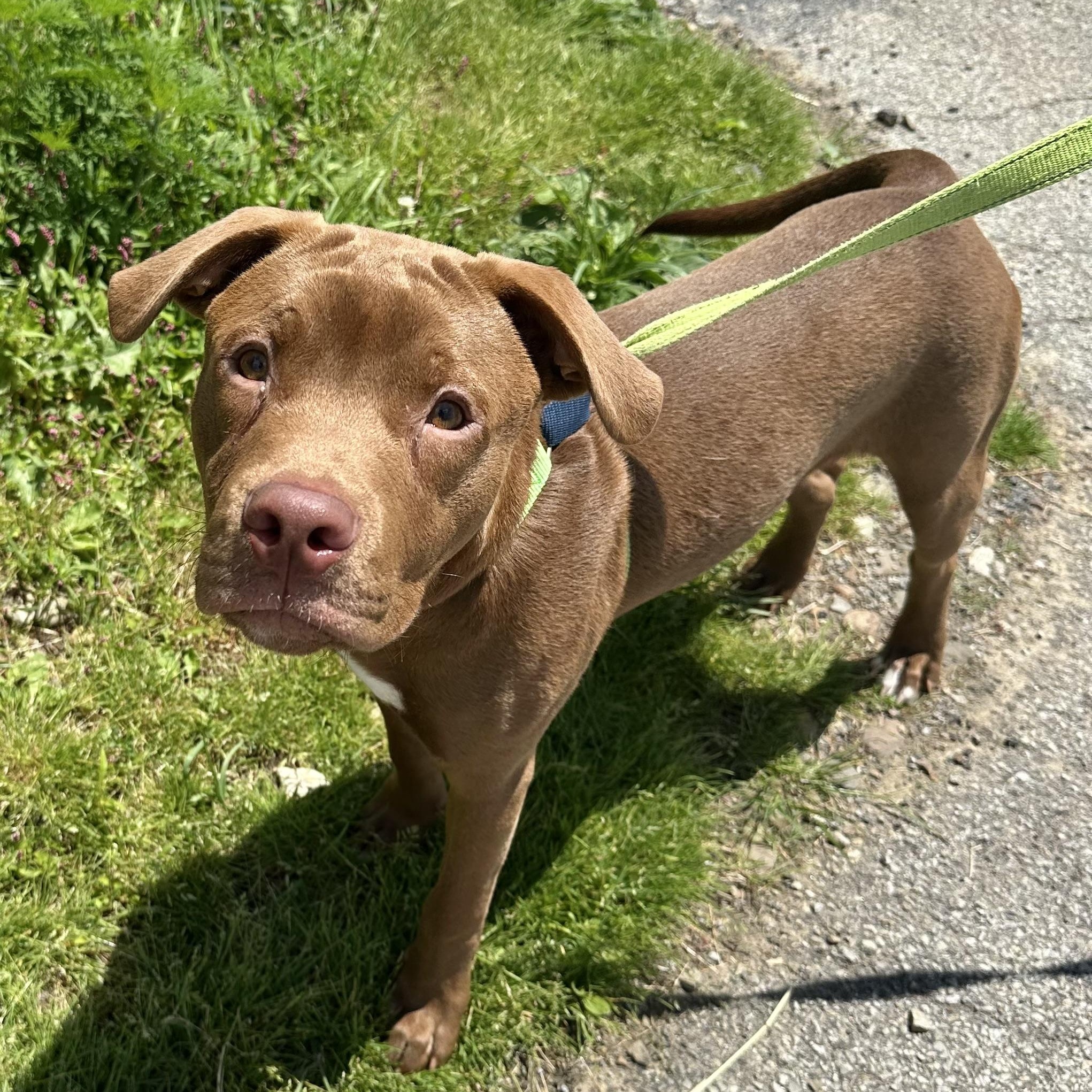 Enlarge Redford, a ADOPTABLE mixed breed in Washington, PA image 3/4