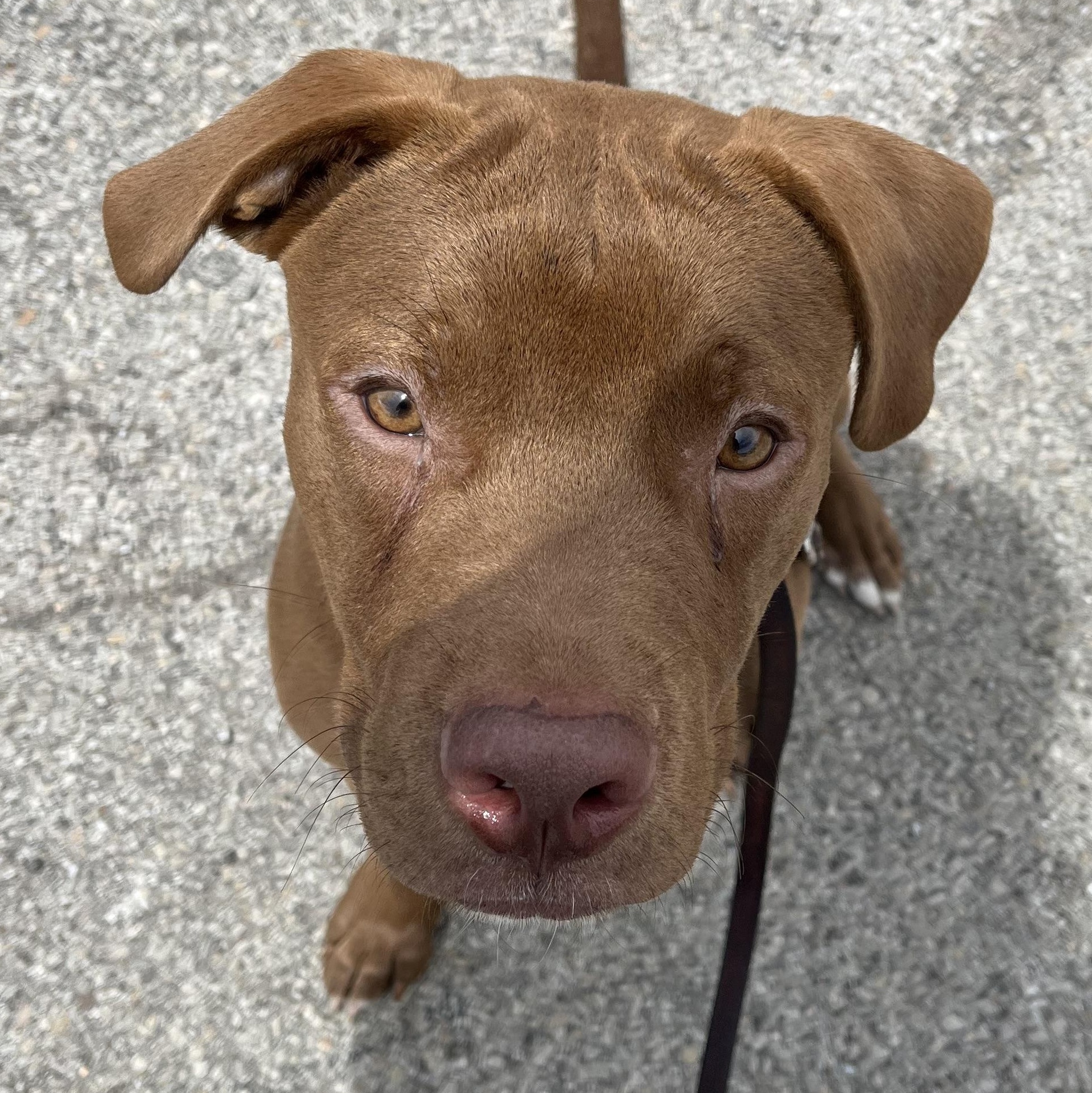 Enlarge Redford, a ADOPTABLE mixed breed in Washington, PA image 2/4
