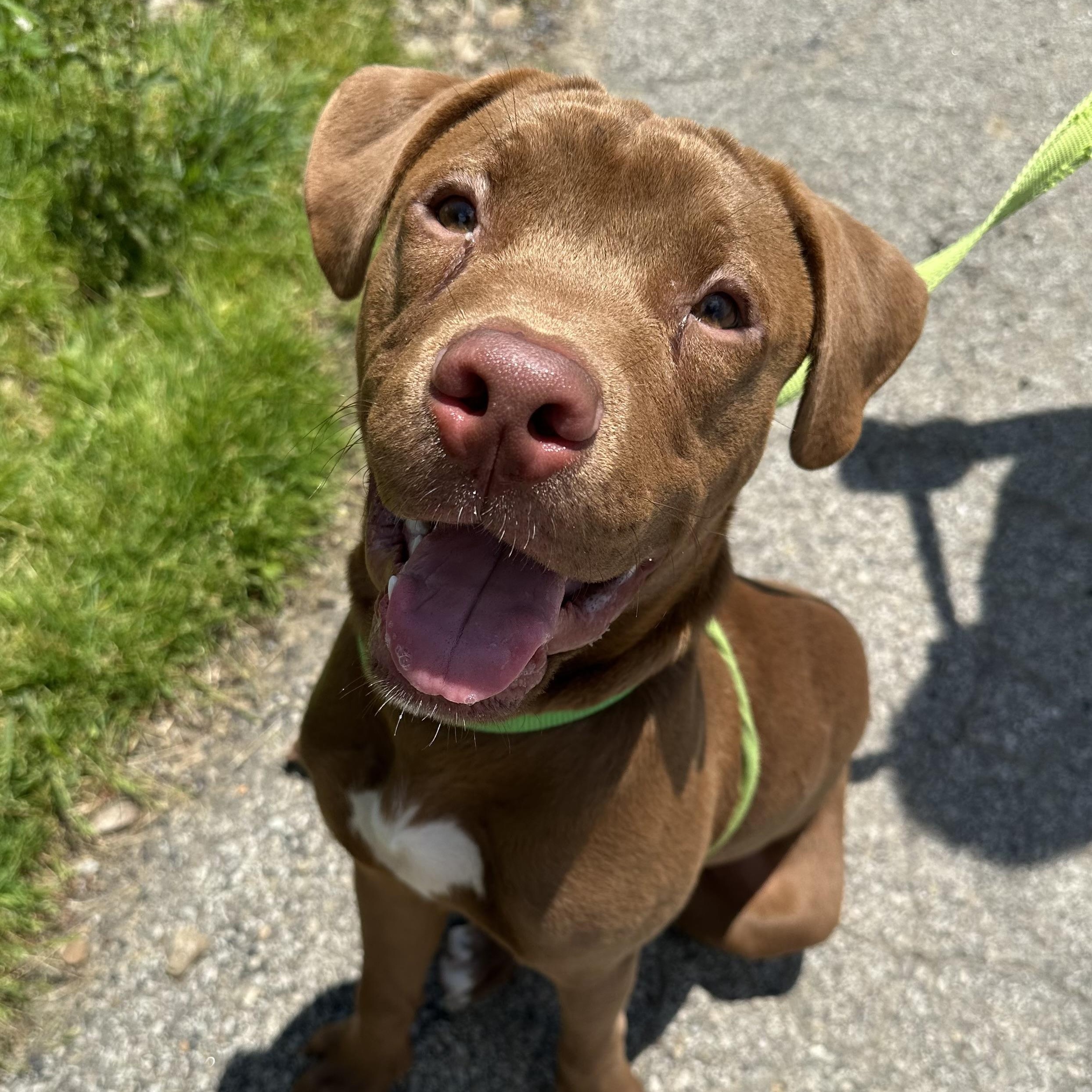 Enlarge Redford, a ADOPTABLE mixed breed in Washington, PA image 1/4