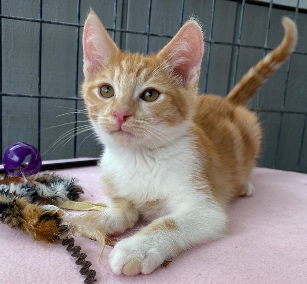 GROMMETT, Adopted, Adult Male Domestic Medium Hair.