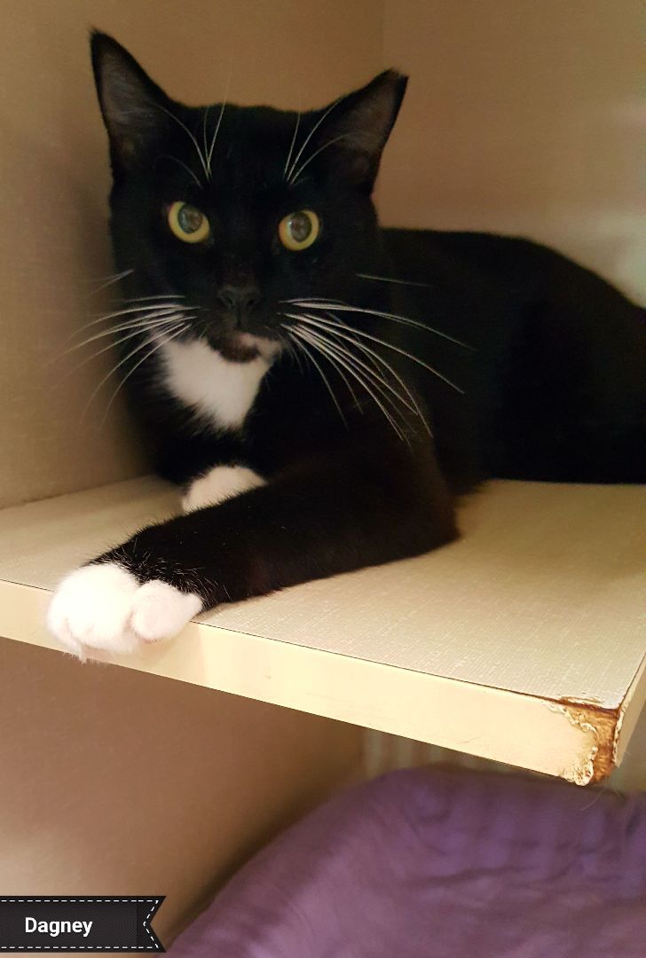 Dagney, Adoptable, Adult Female Tuxedo.