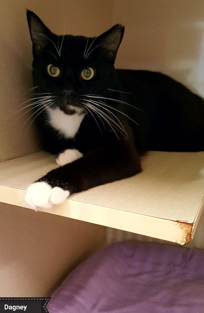 Dagney, a Adoptable Tuxedo in Key Largo, FL image 2/4