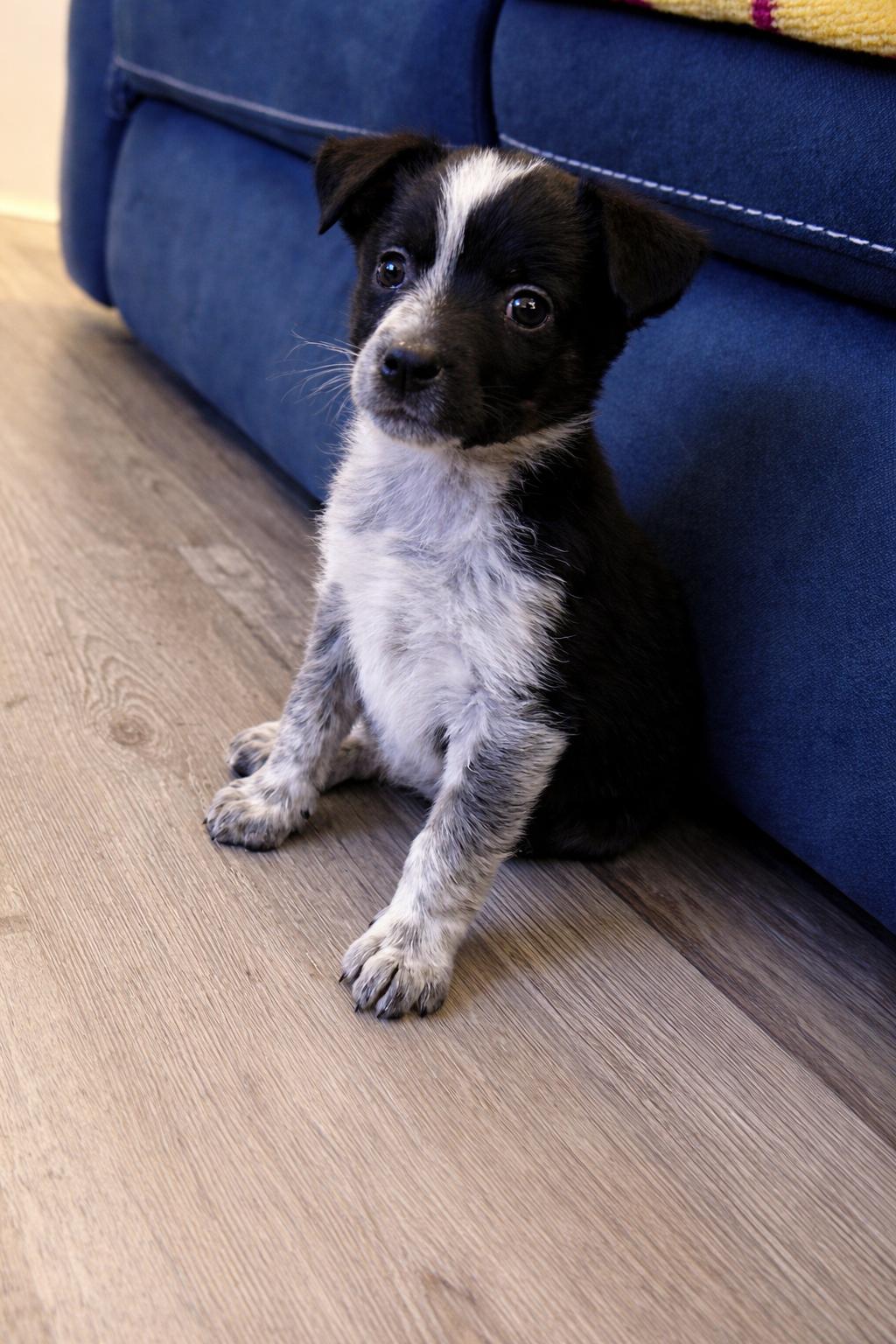 Enlarge Slate, a ADOPTABLE mixed breed in Copiague, NY image 2/2