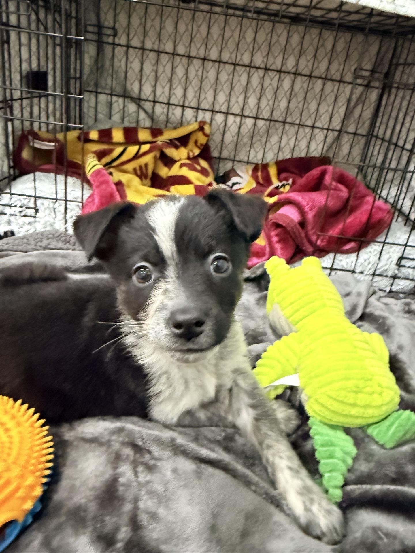 Enlarge Slate, an adopted mixed breed in Copiague, NY image 3/4