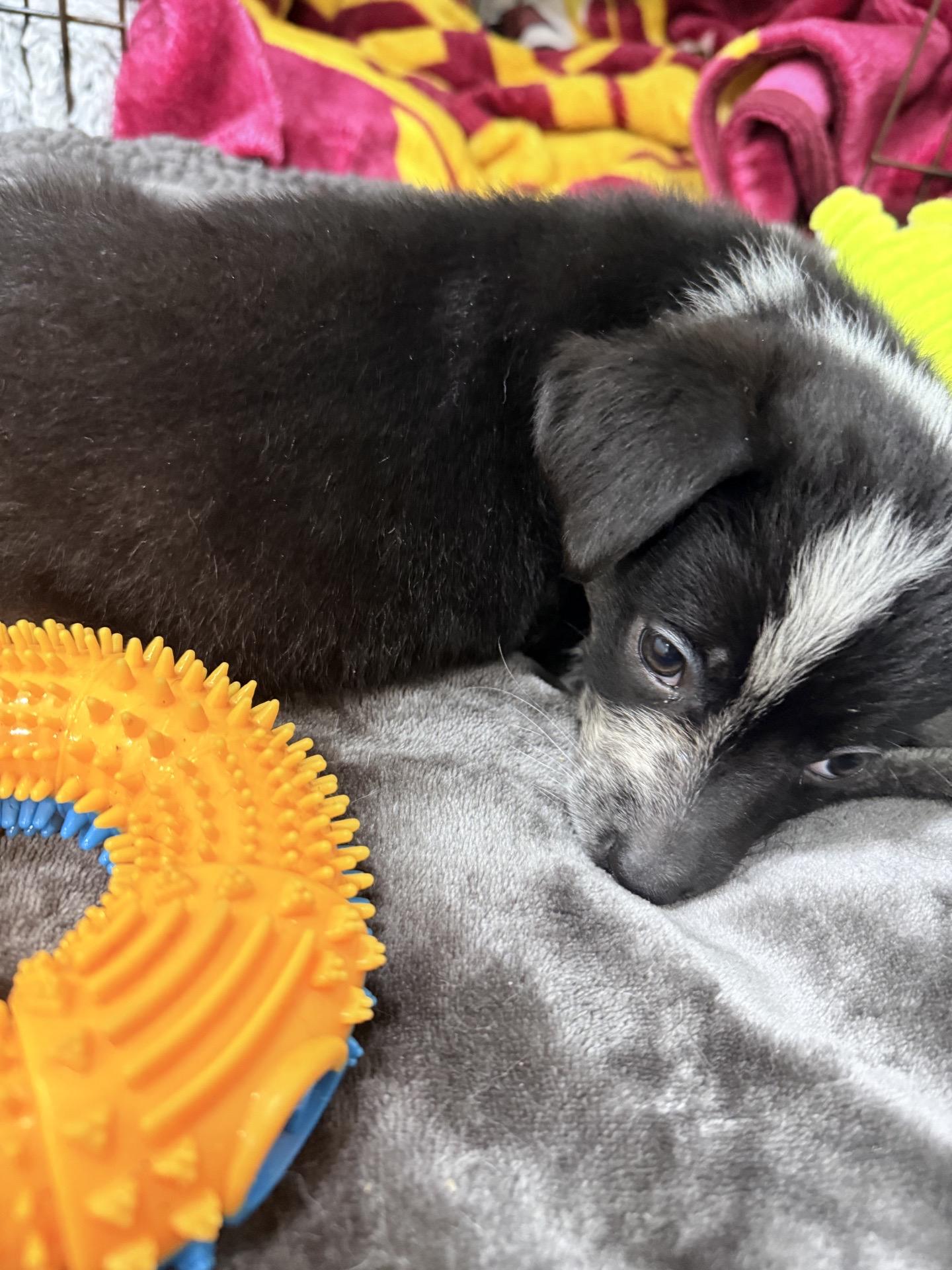 Enlarge Slate, an adopted mixed breed in Copiague, NY image 4/4