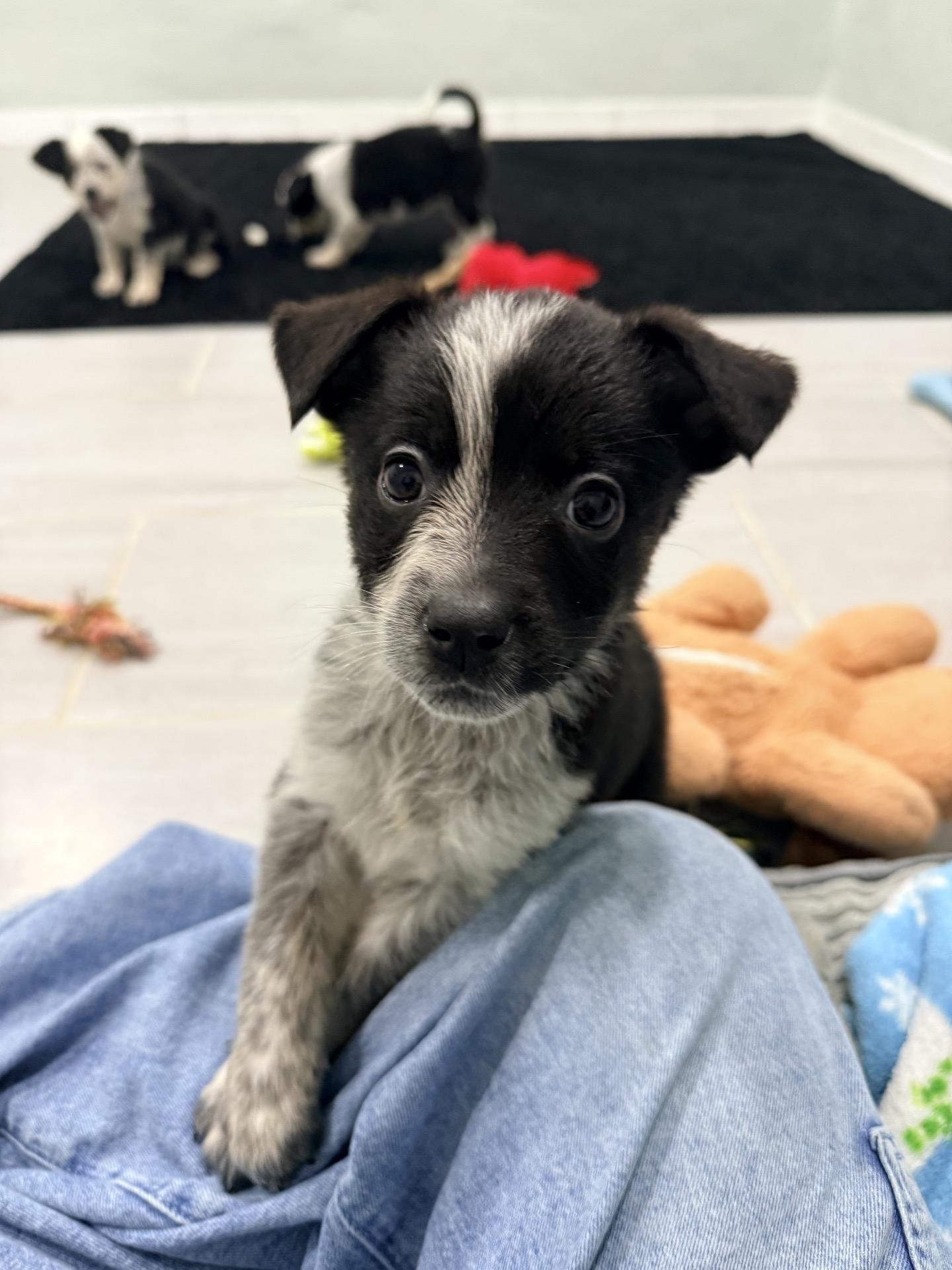 Enlarge Slate, a ADOPTABLE mixed breed in Copiague, NY image 1/2