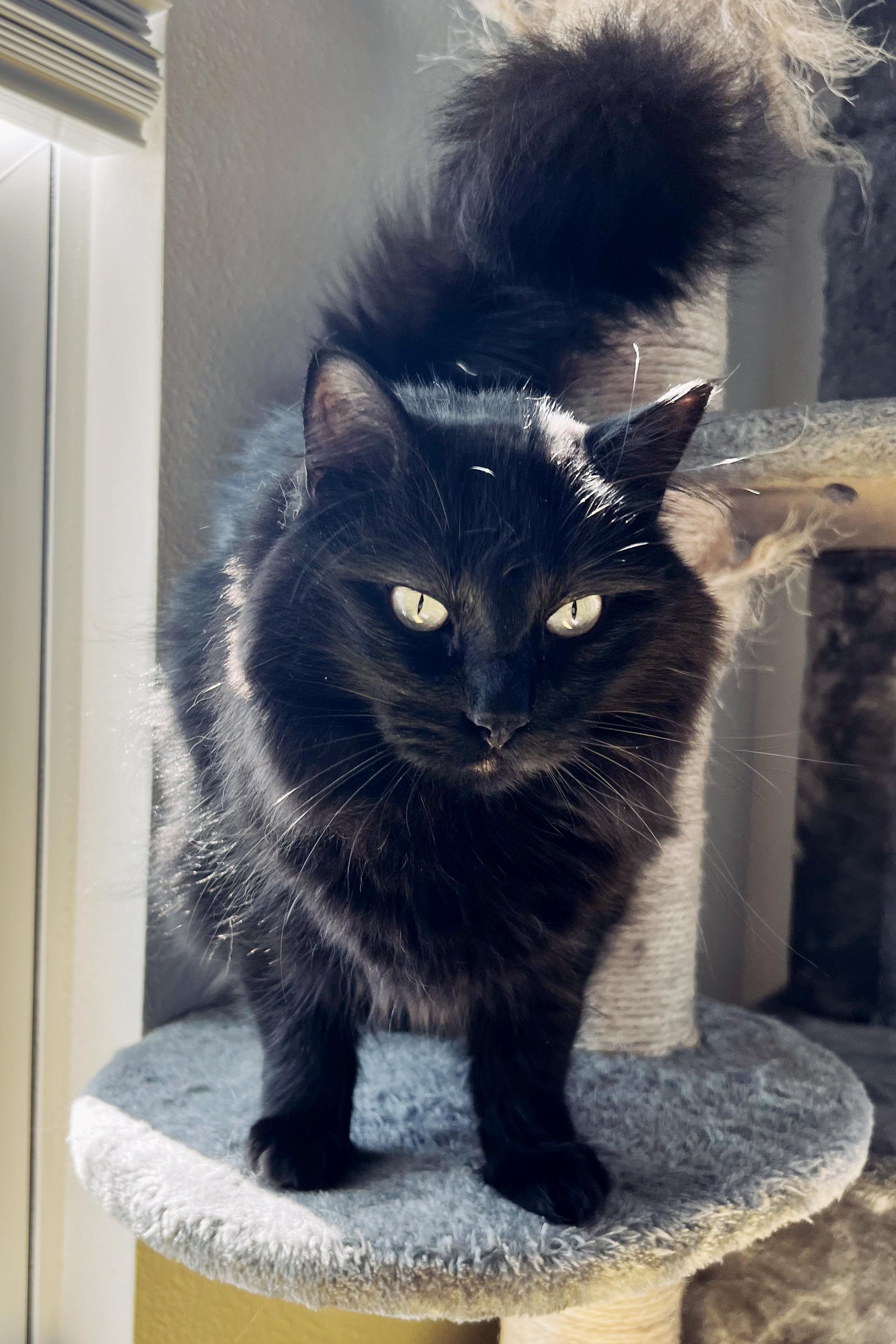 Hershey, an adoptable Domestic Medium Hair in Lake Monroe, FL, 32747 | Photo Image 3