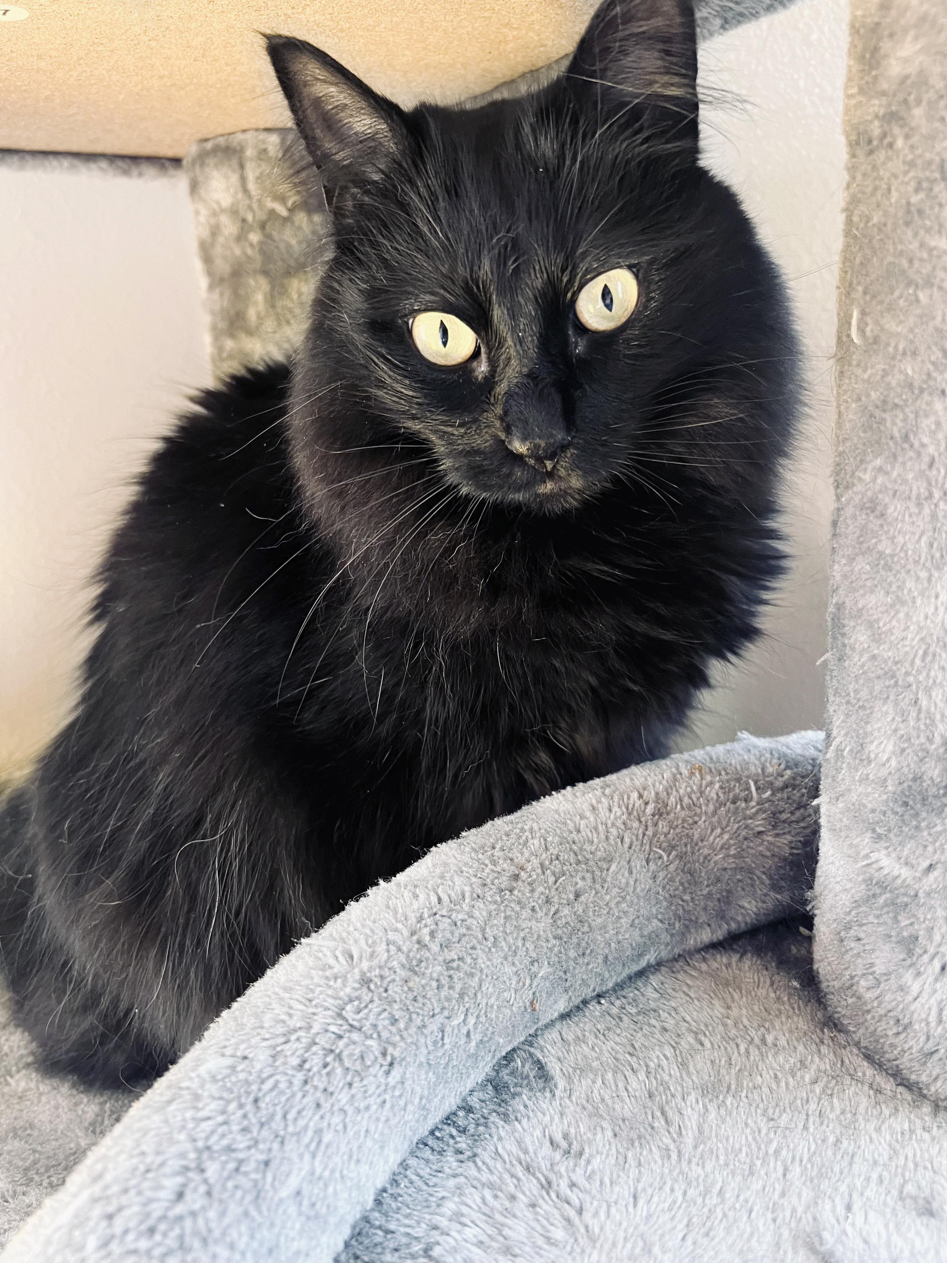Hershey, an adoptable Domestic Medium Hair in Lake Monroe, FL, 32747 | Photo Image 5