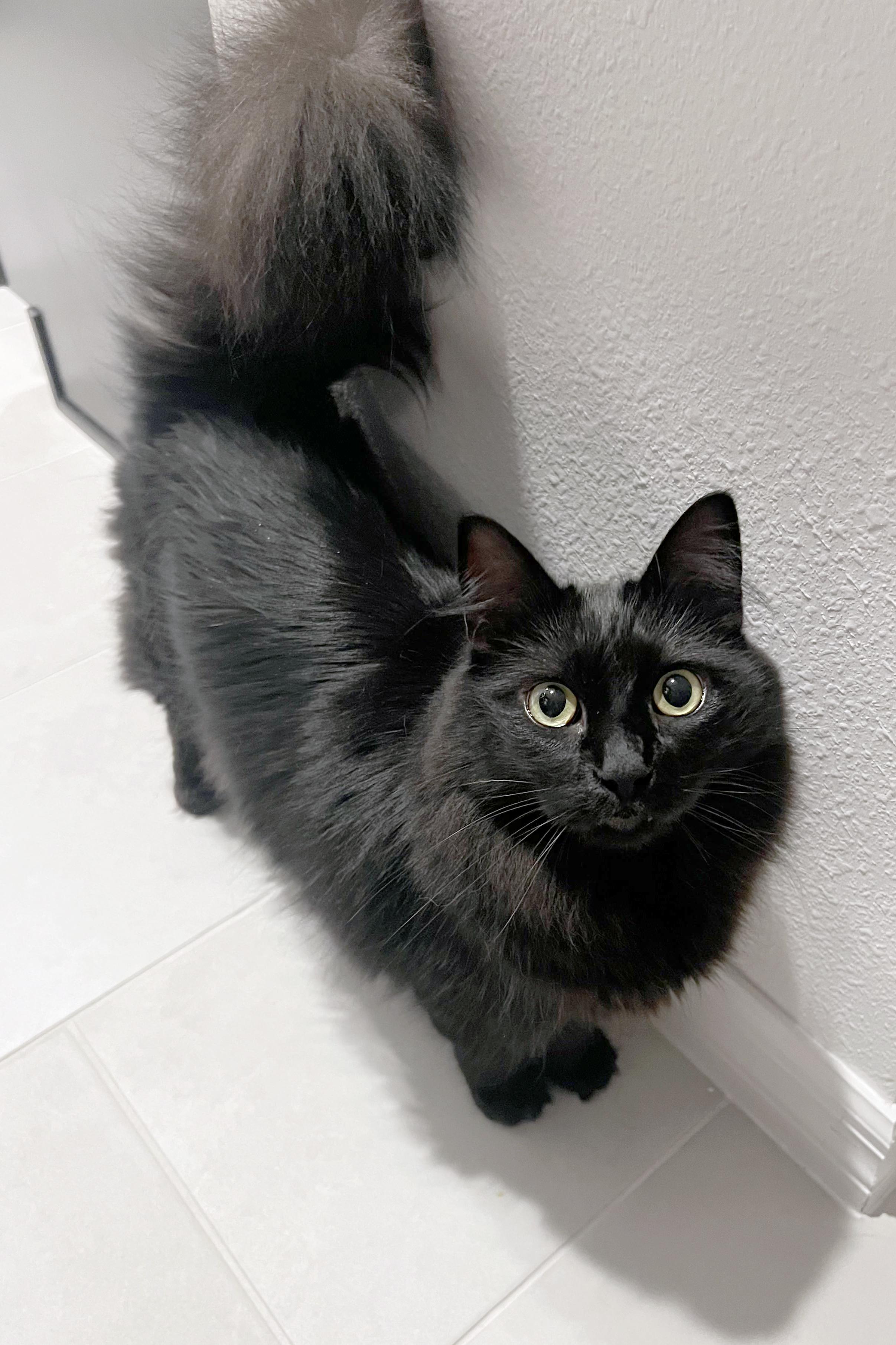 Hershey, an adoptable Domestic Medium Hair in Lake Monroe, FL, 32747 | Photo Image 1