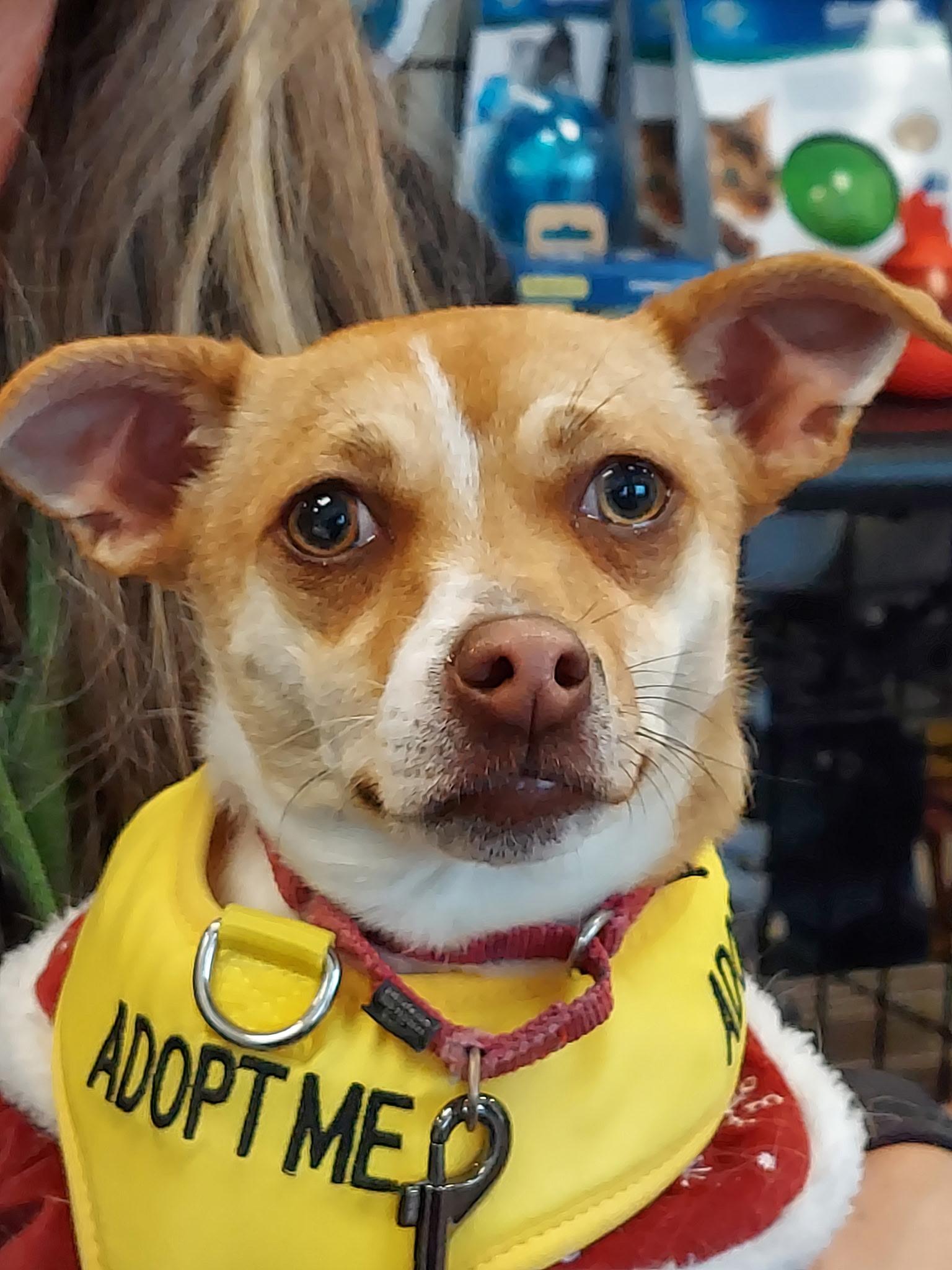 Enlarge Poppie, a Adoptable mixed breed in Raleigh, NC image 3/5