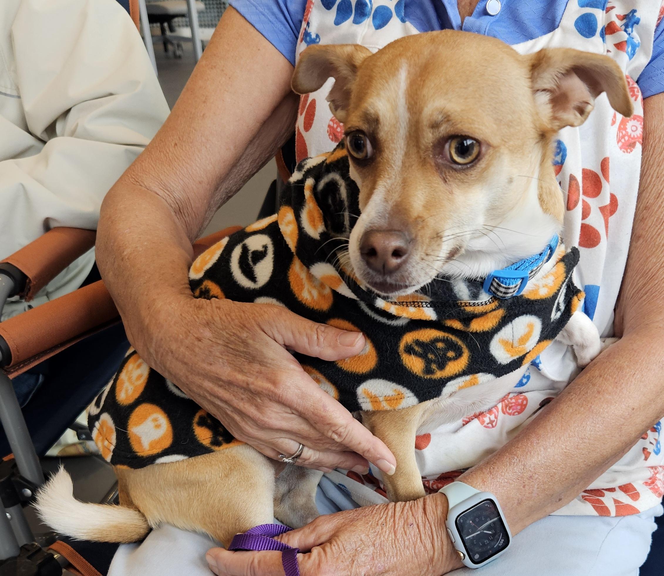 Enlarge Poppie, a Adoptable mixed breed in Raleigh, NC image 1/5