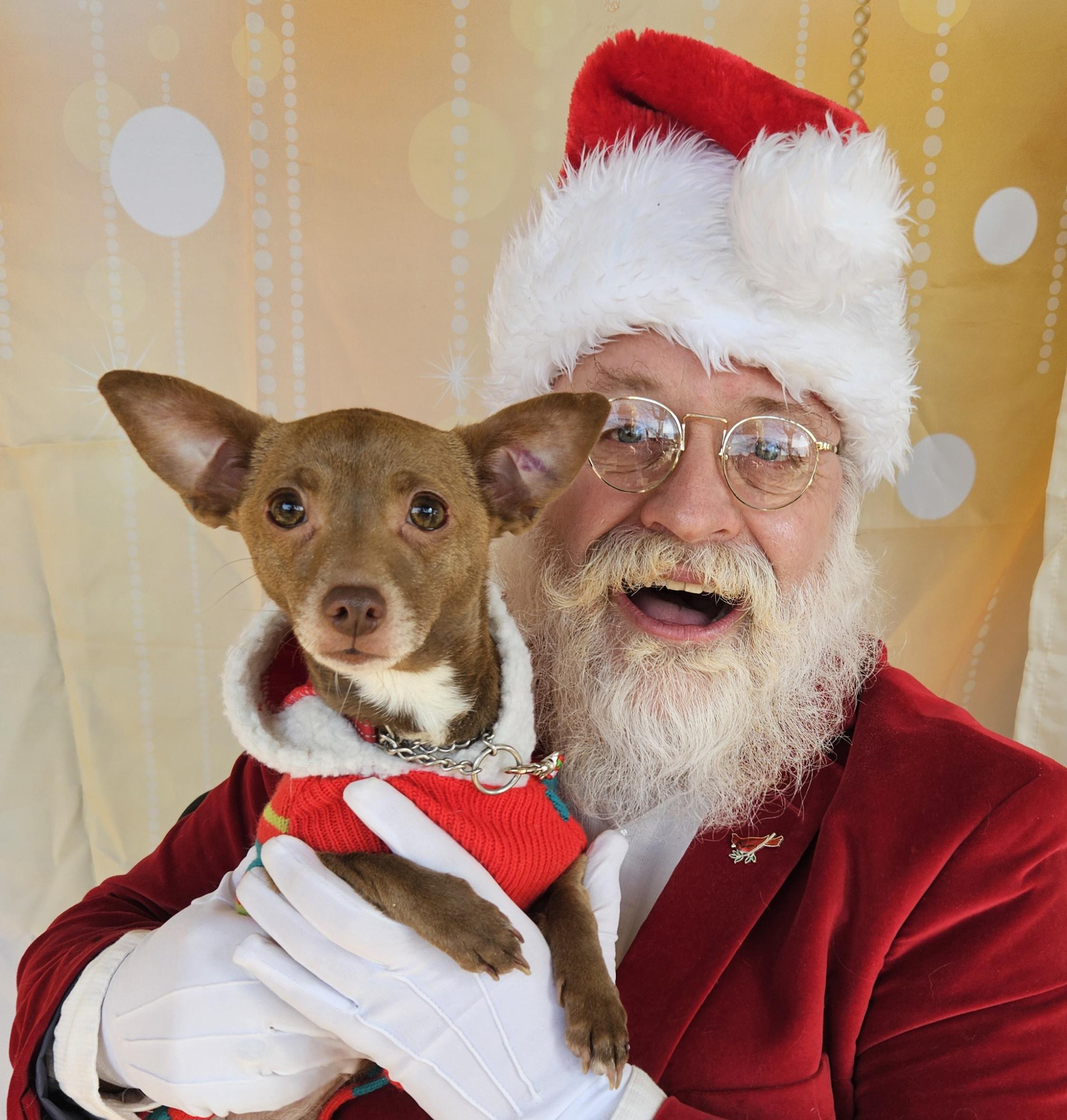 Poppie, Adoptable, Adult Female Chihuahua.