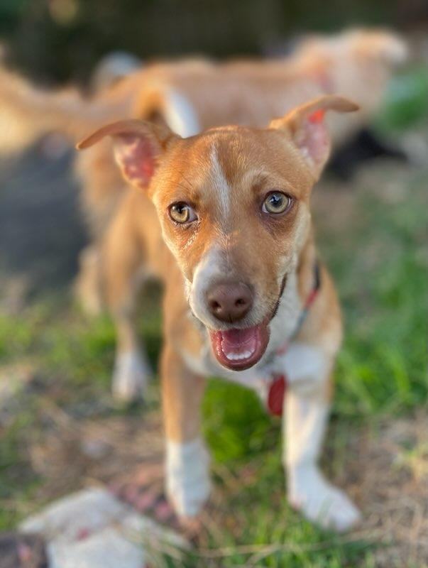 Enlarge Poppie, a Adoptable mixed breed in Raleigh, NC image 4/5