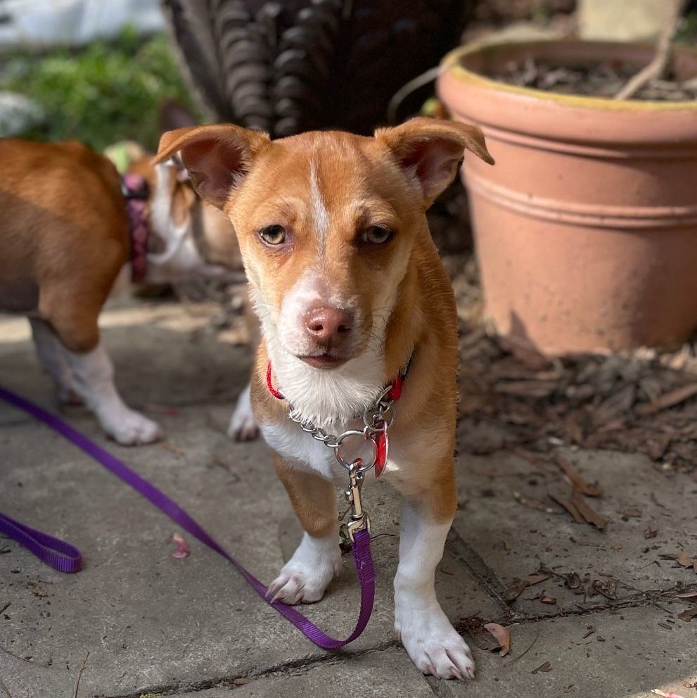 Enlarge Poppie, a Adoptable mixed breed in Raleigh, NC image 5/5