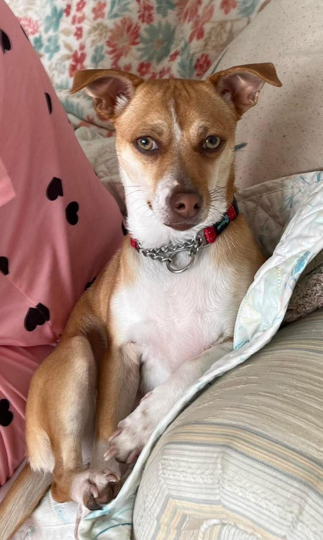 Enlarge Poppie, a Adoptable mixed breed in Raleigh, NC image 2/5