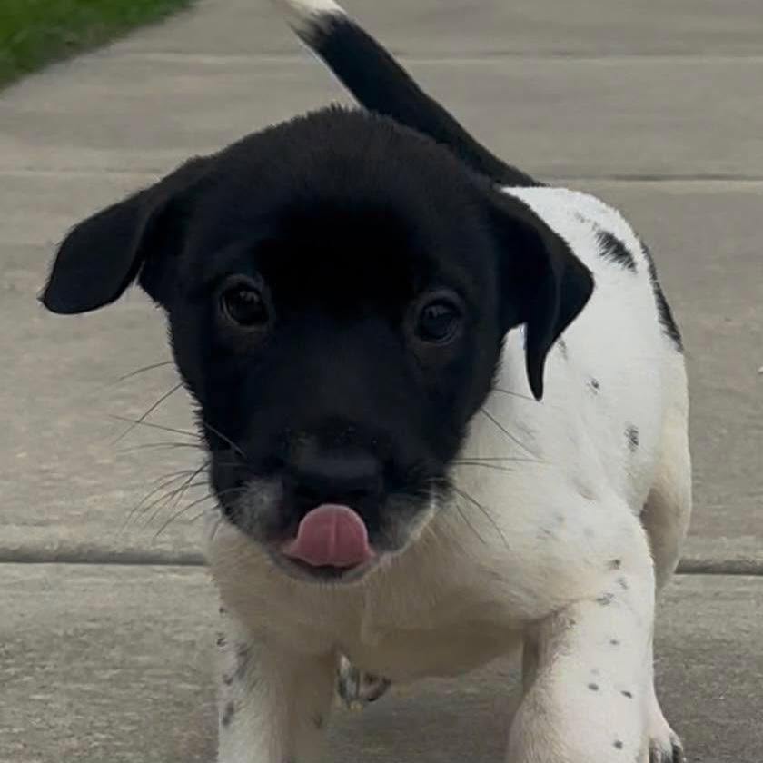 Meeny, Baby Female unknown