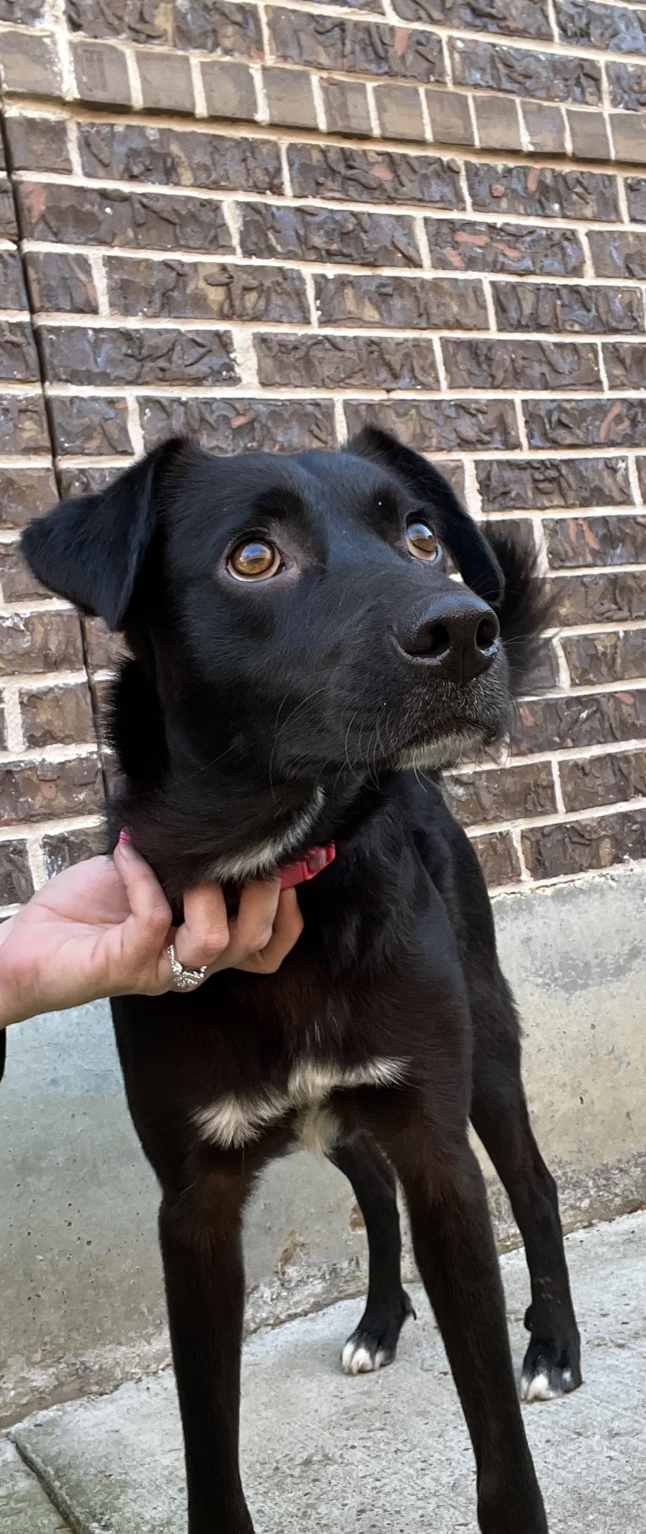 Daisy j, Adoptable, Young Female Flat-Coated Retriever & Black Labrador Retriever.
